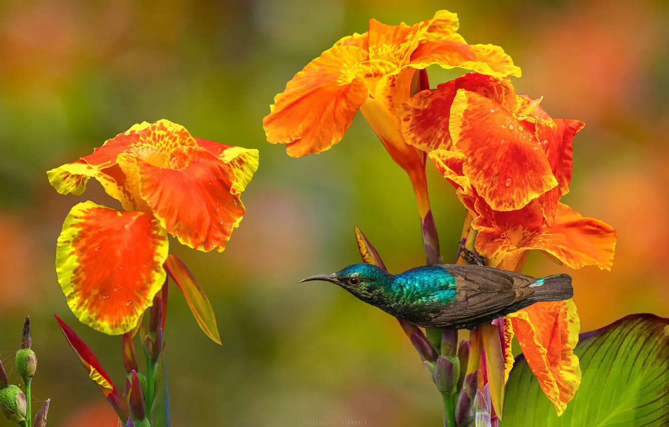 Фото обои цветы, природа, тропики, птица