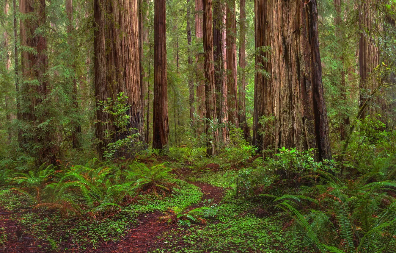 Фото обои зелень, лес, трава, деревья, тропинка, кусты, California, Redwoods State Park