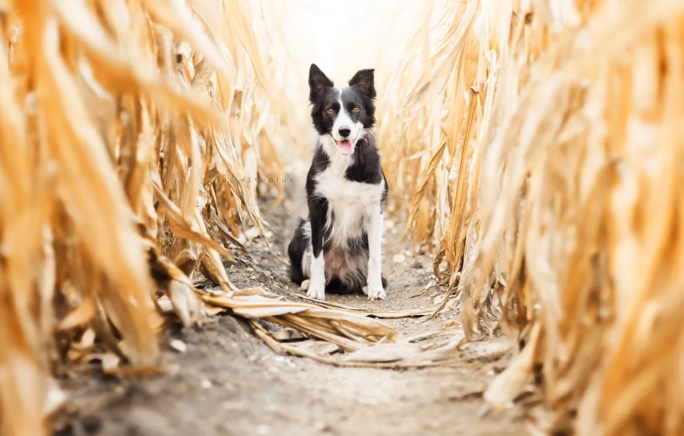Фото обои осень, собака, кукуруза