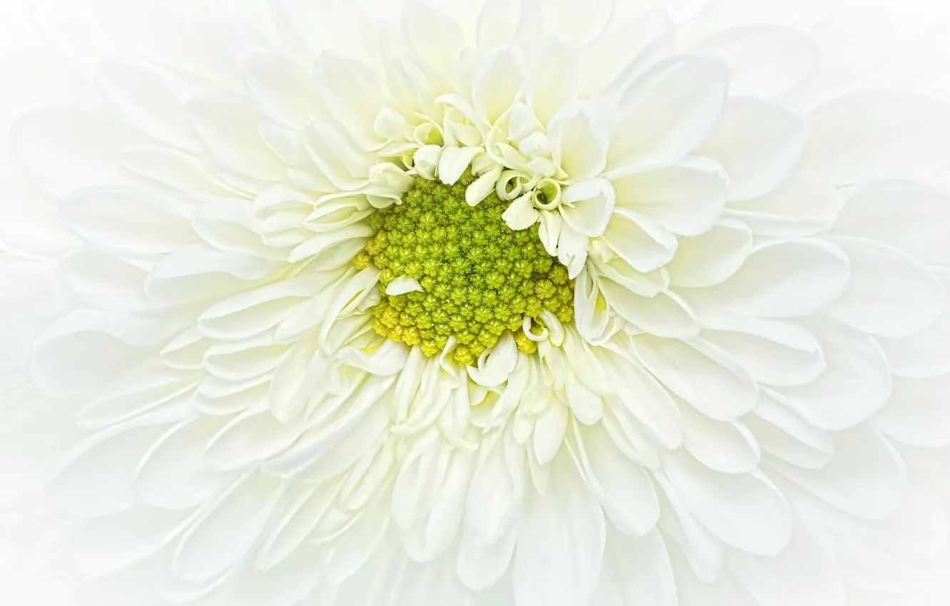 Фото обои белый, цветок, хризантема