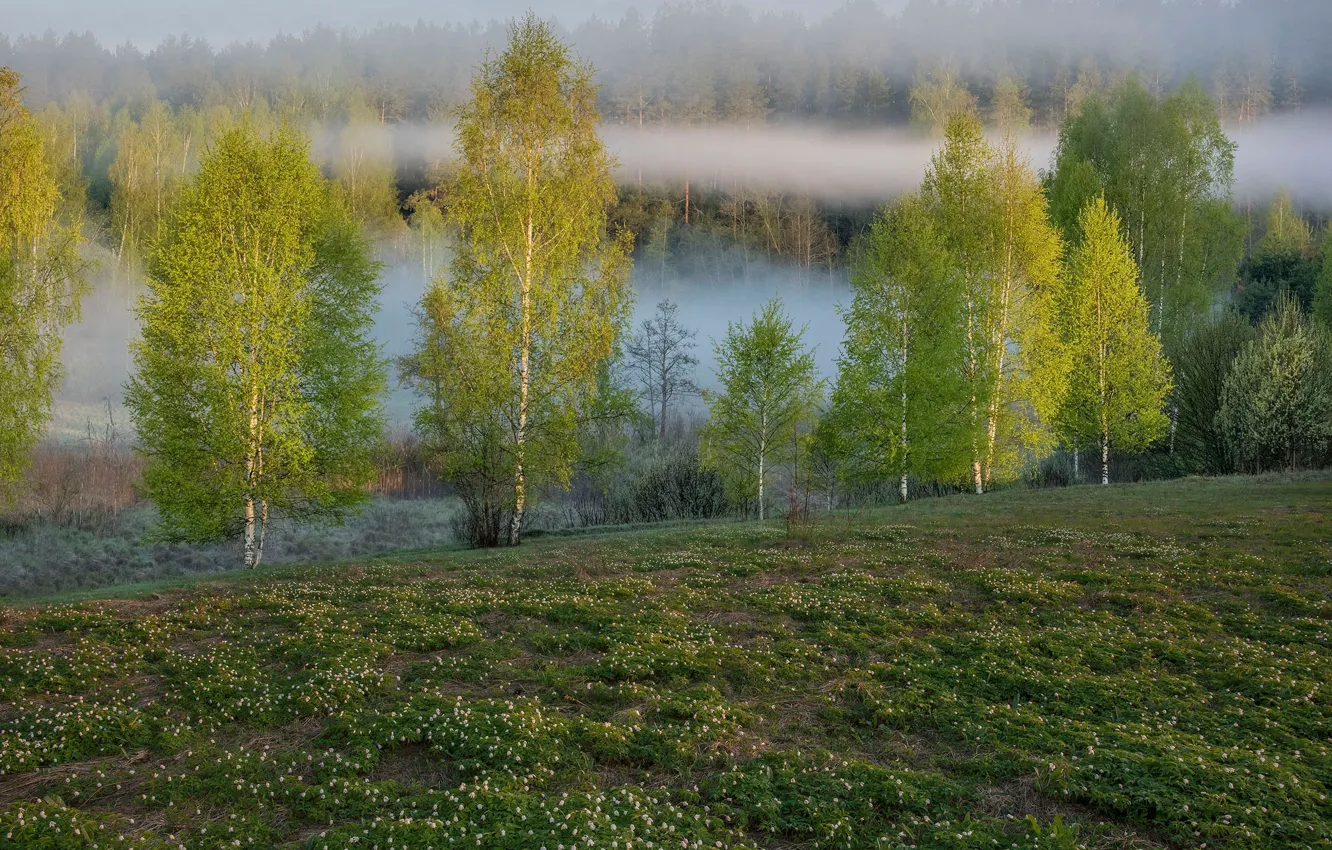Фото обои лес, туман, весна, березы, роща, березки