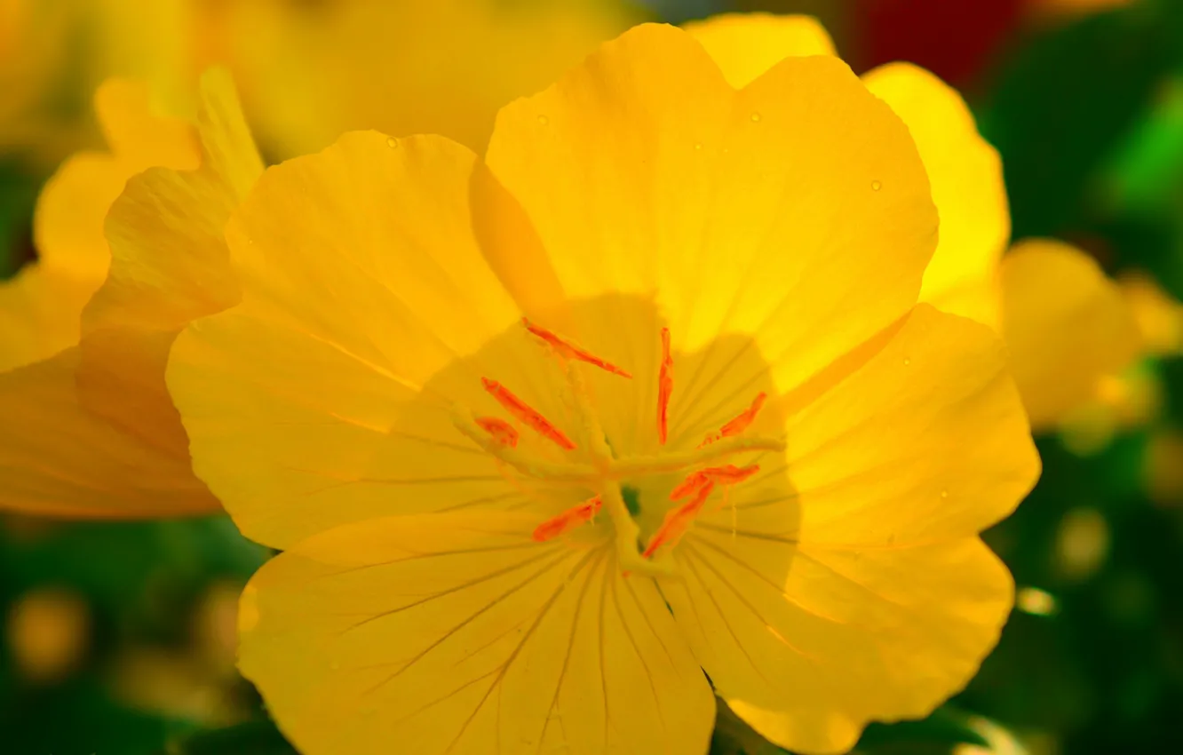 Фото обои Макро, Macro, Желтый цветок, Yellow flower