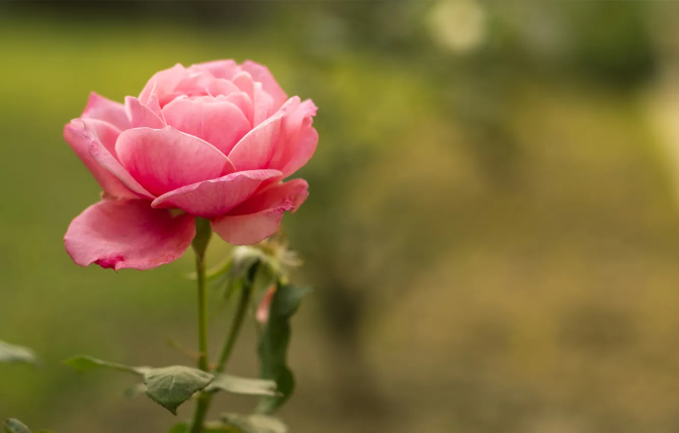 Фото обои зелень, цветок, розовая, роза, фокус