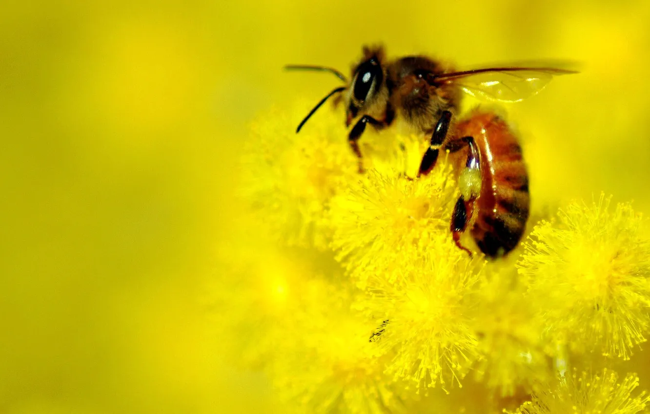 Фото обои цветы, пчела, фон, желтые, размытость