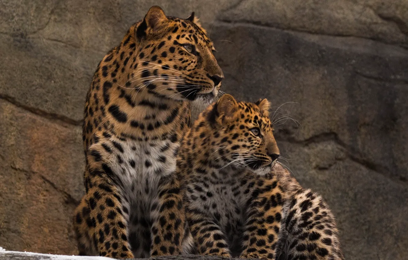 Фото обои хищники, семья, пара, дикие кошки, зоопарк, леопарды, амурские, мать и детёныш