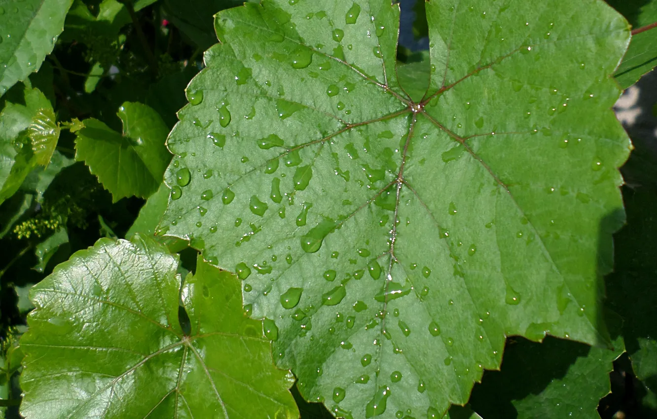 Фото обои дождик, листья, капли, виноград, май