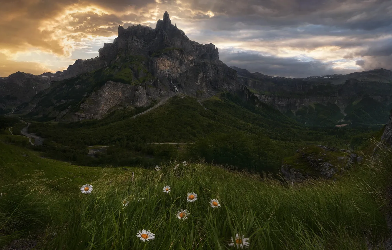 Фото обои трава, цветы, горы, природа
