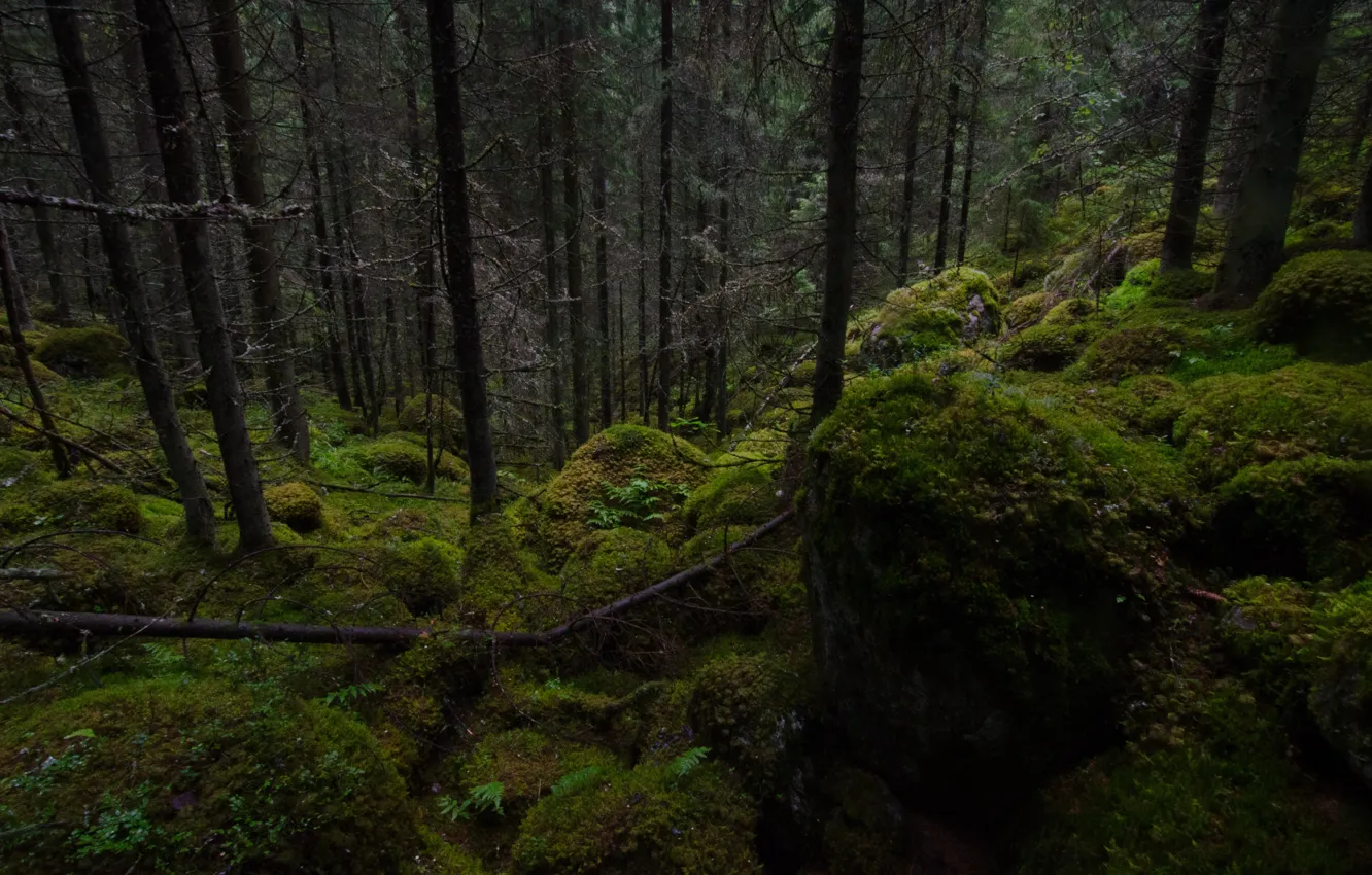 Фото обои лес, деревья, природа, камни, мох, Финляндия, Finland, Хаусъярви
