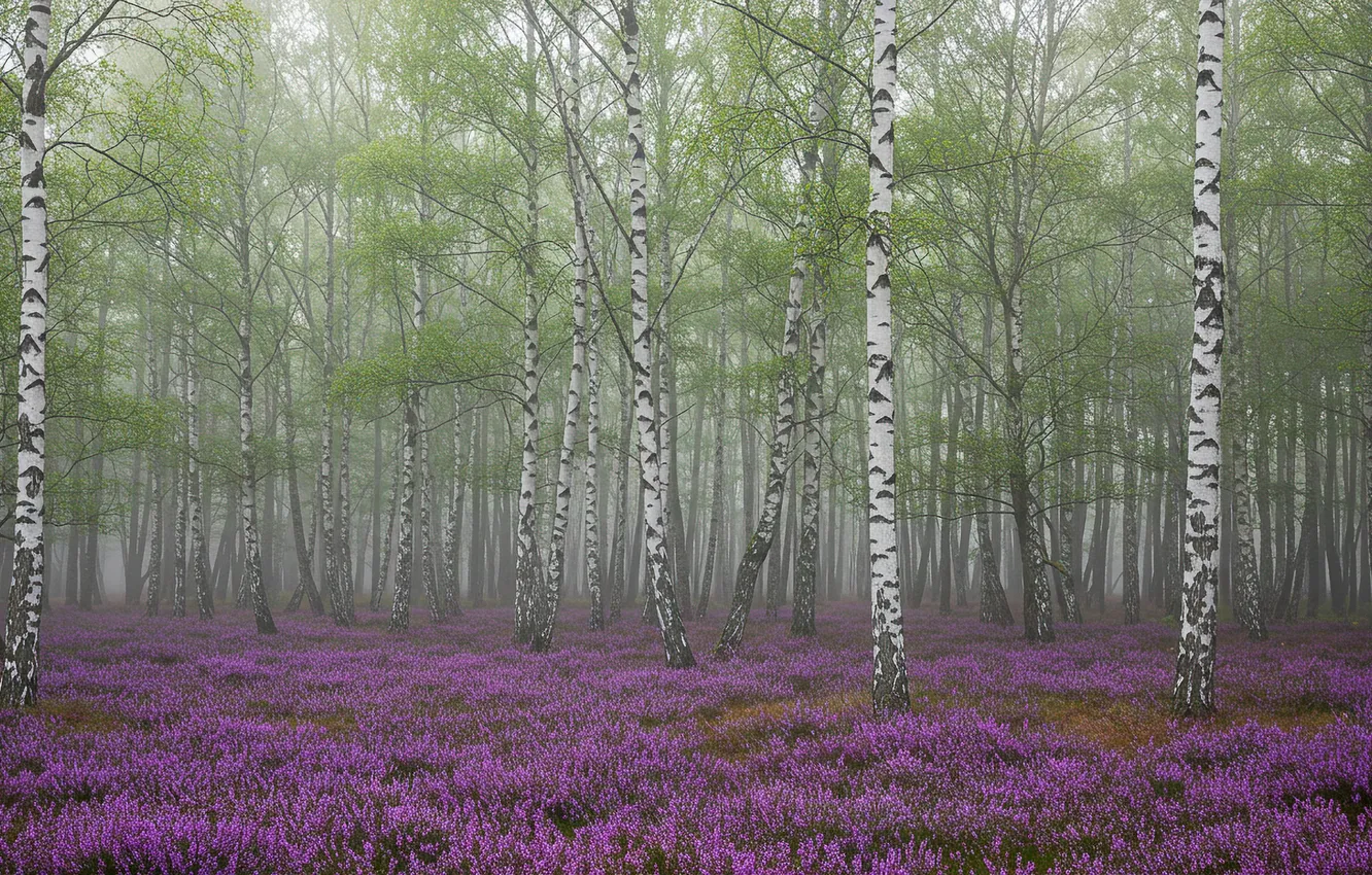 Фото обои весна, wallpaper, берёза, роща, spring, birch, grove
