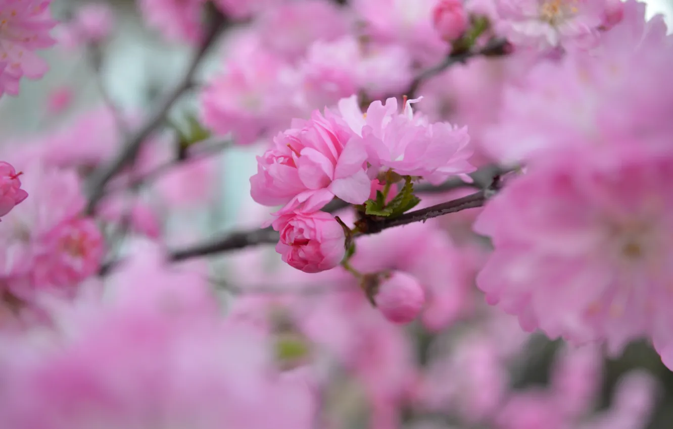 Фото обои розовый, красота, весна, лепестки, Сакура, цветение