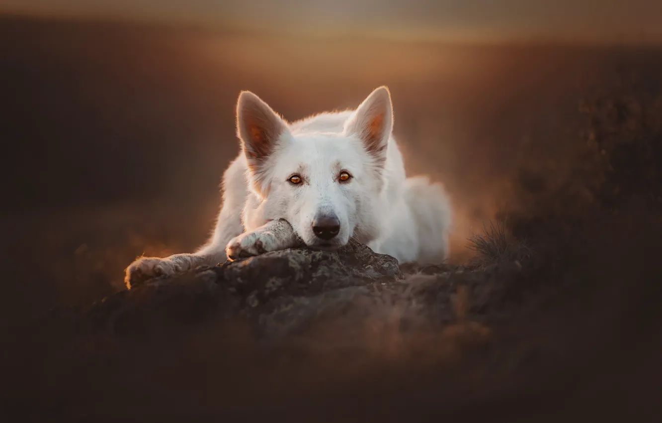 Фото обои взгляд, морда, собака, боке, Белая швейцарская овчарка