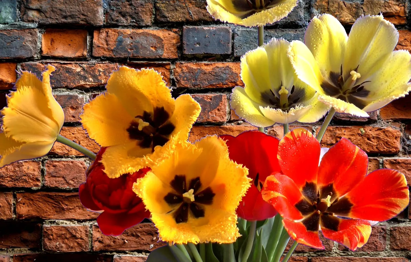 Фото обои букет, весна, тюльпаны, супер