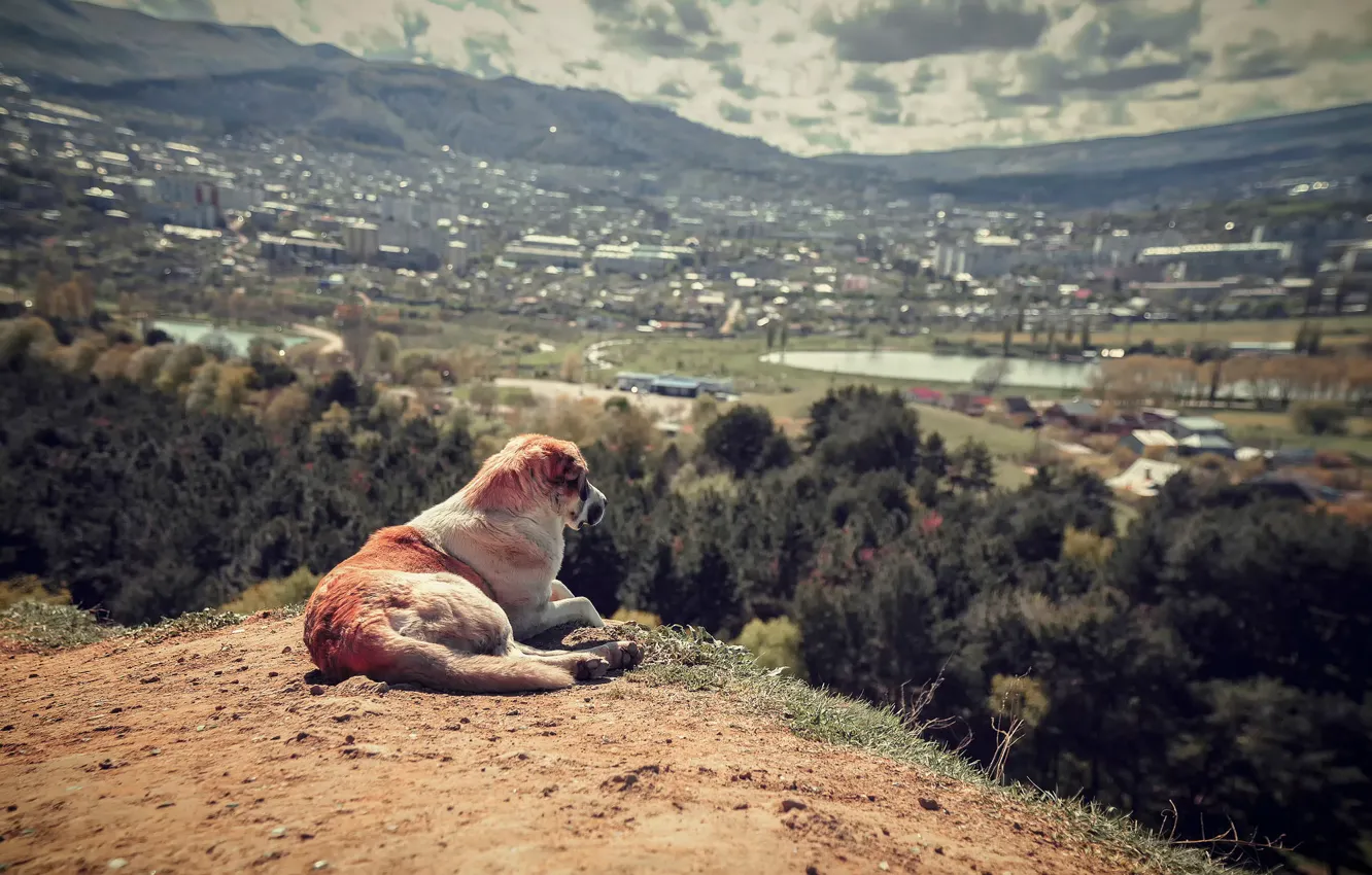 Фото обои пейзаж, вид, собака