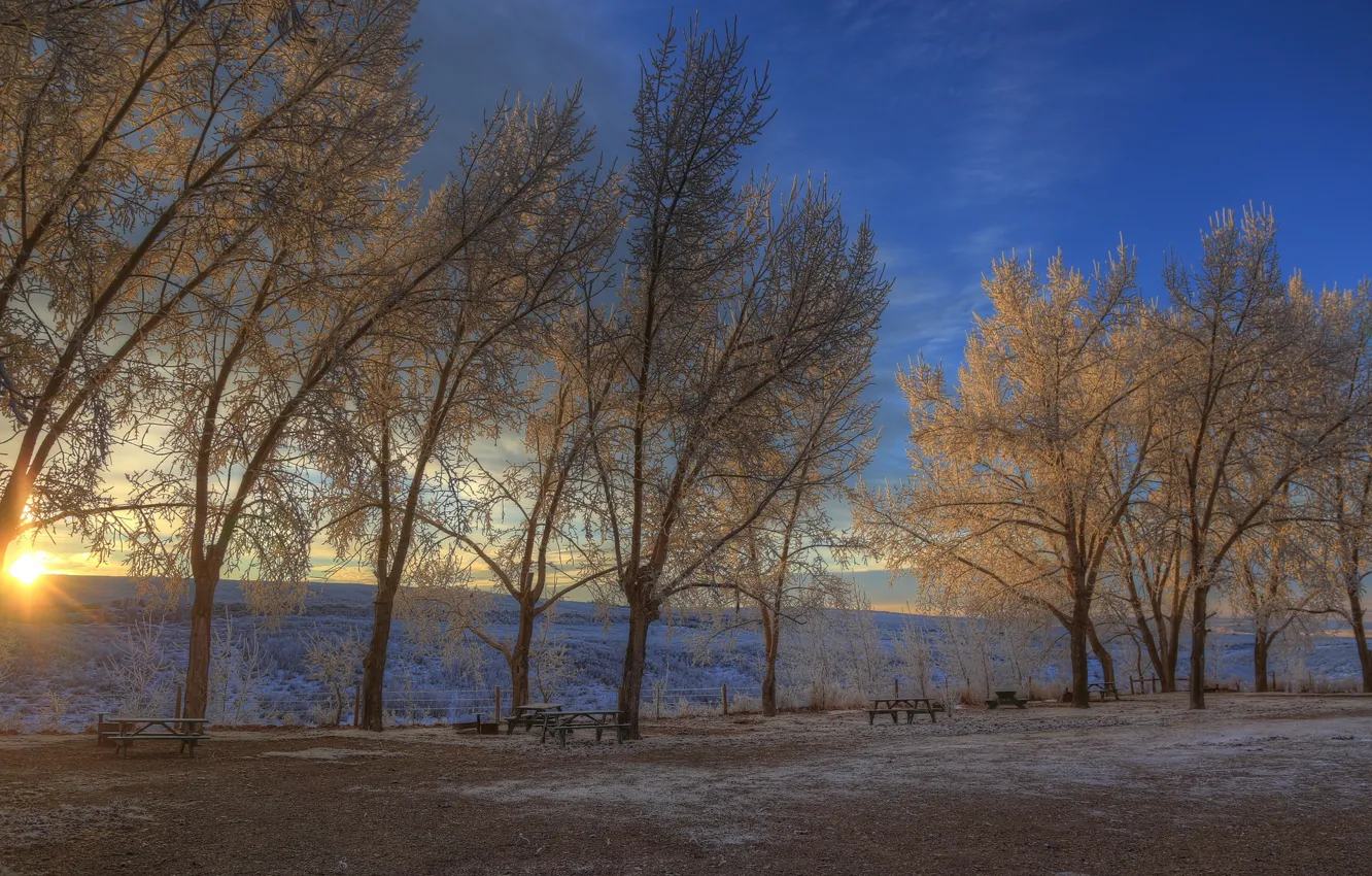 Фото обои зима, иней, деревья