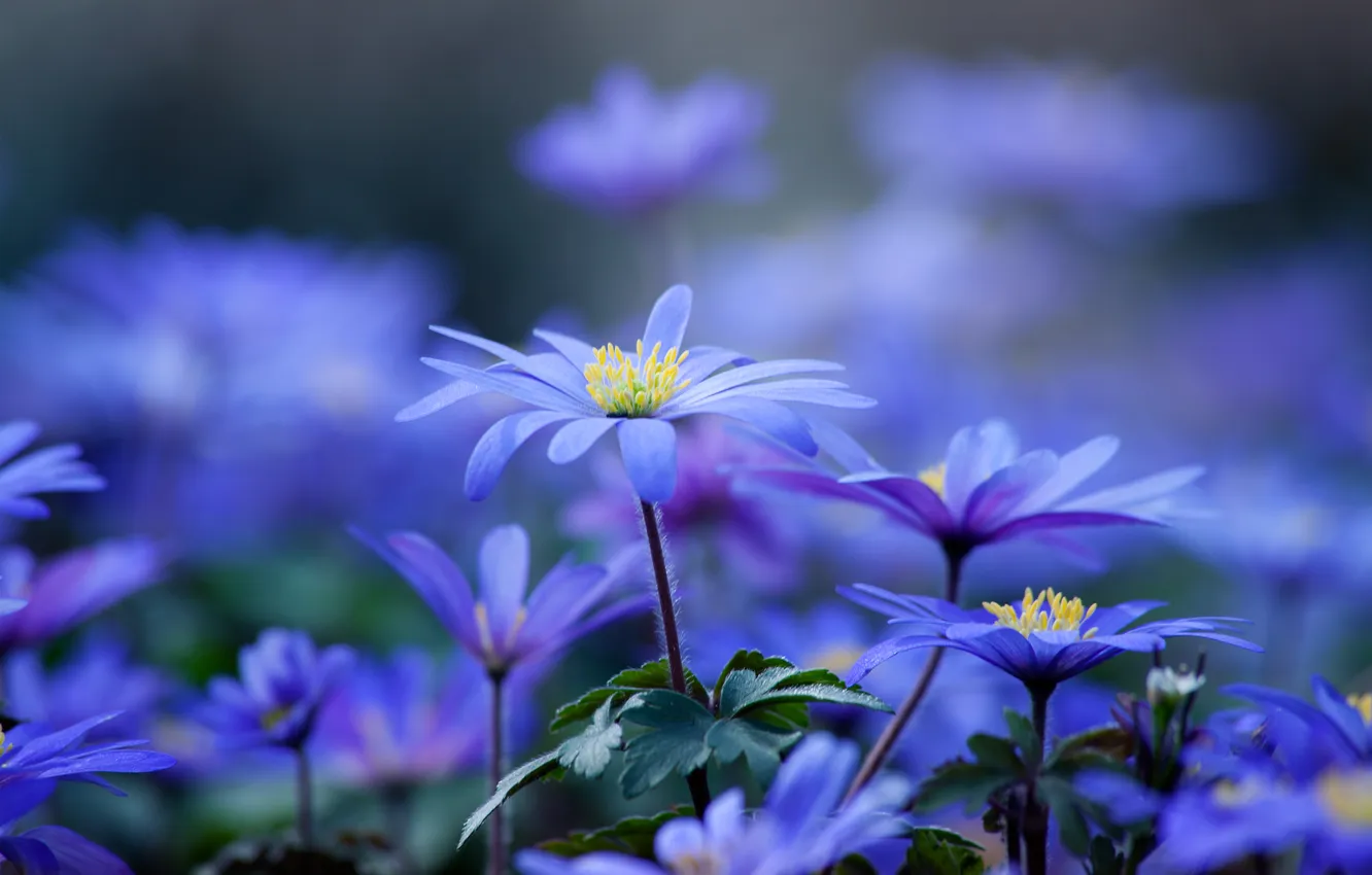 Фото обои цветы, лепестки, размытость, стебель, синие