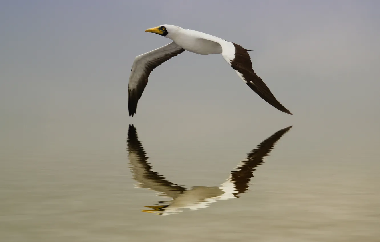 Фото обои вода, полет, отражение, птица