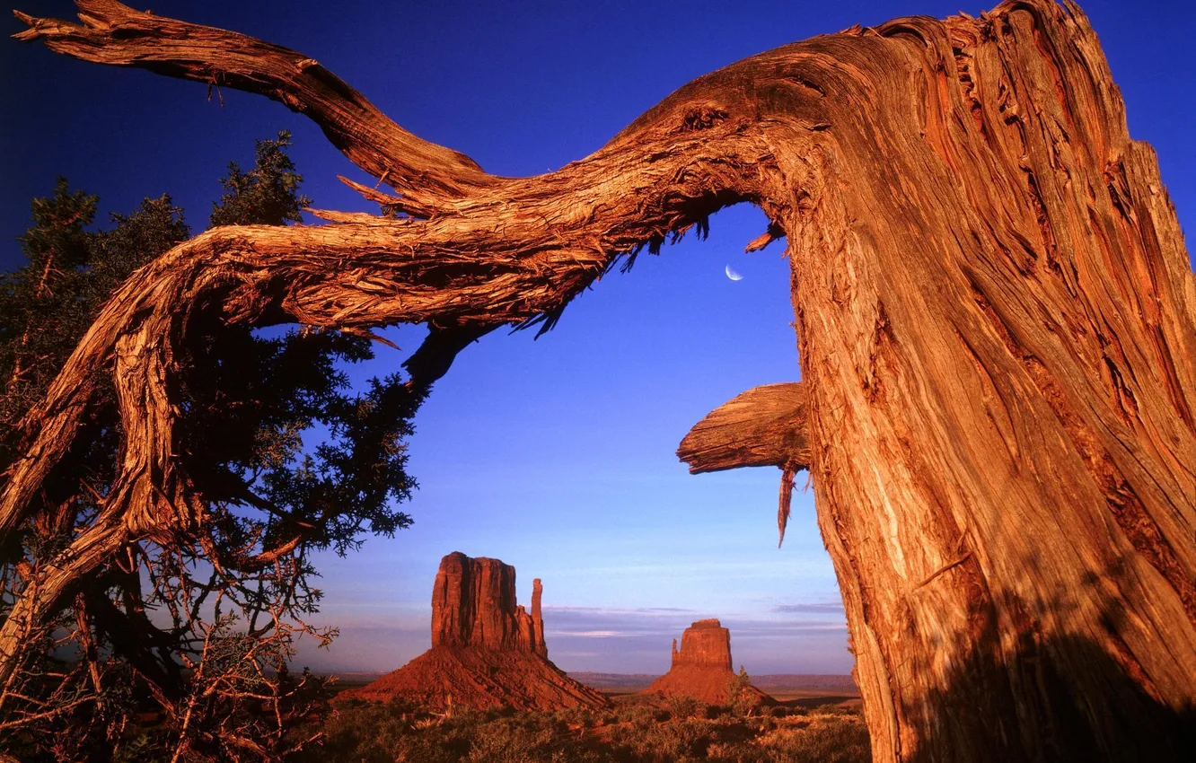 Фото обои закат, дерево, скалы, пустыня, месяц, сша, кривое, сухое