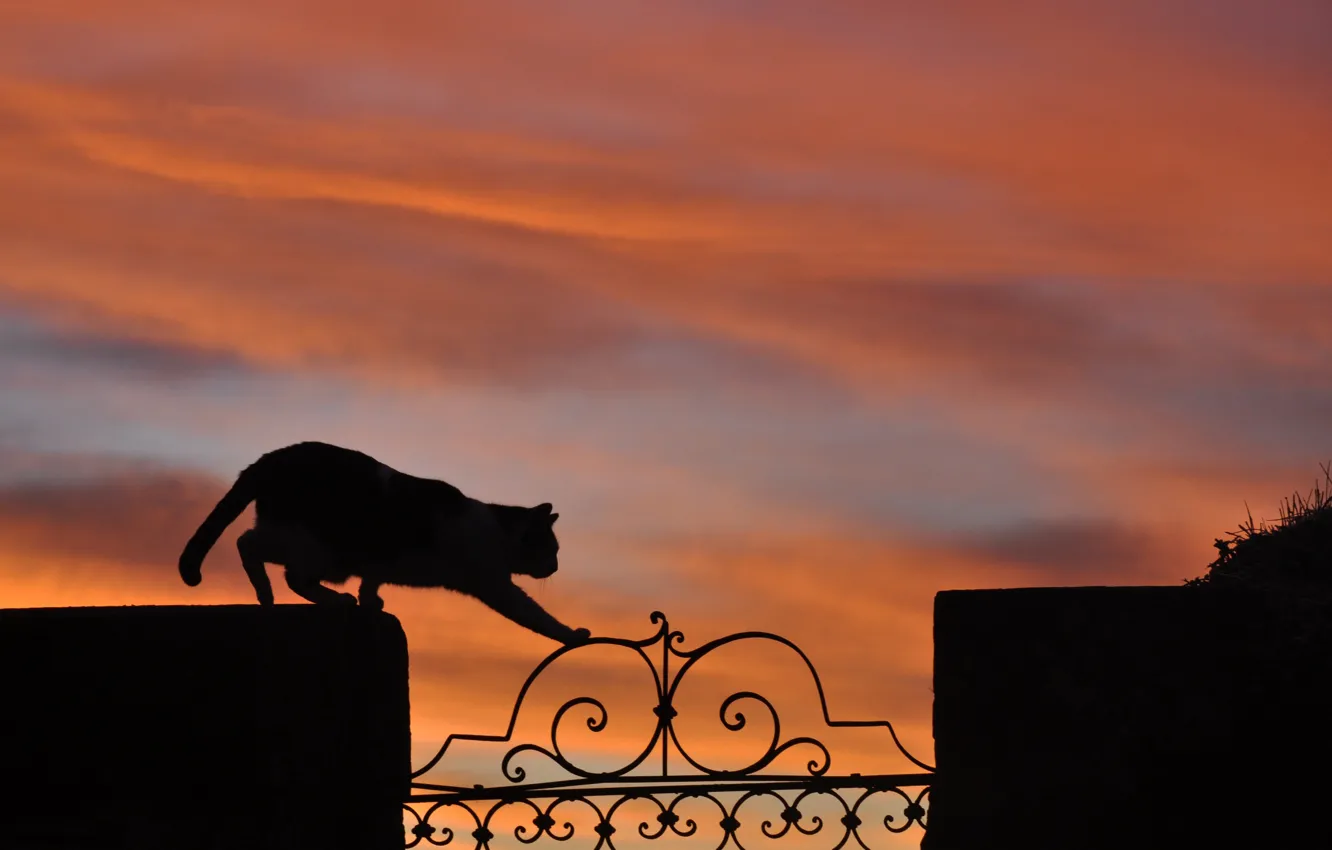 Фото обои кошка, закат, ограда, силуэт