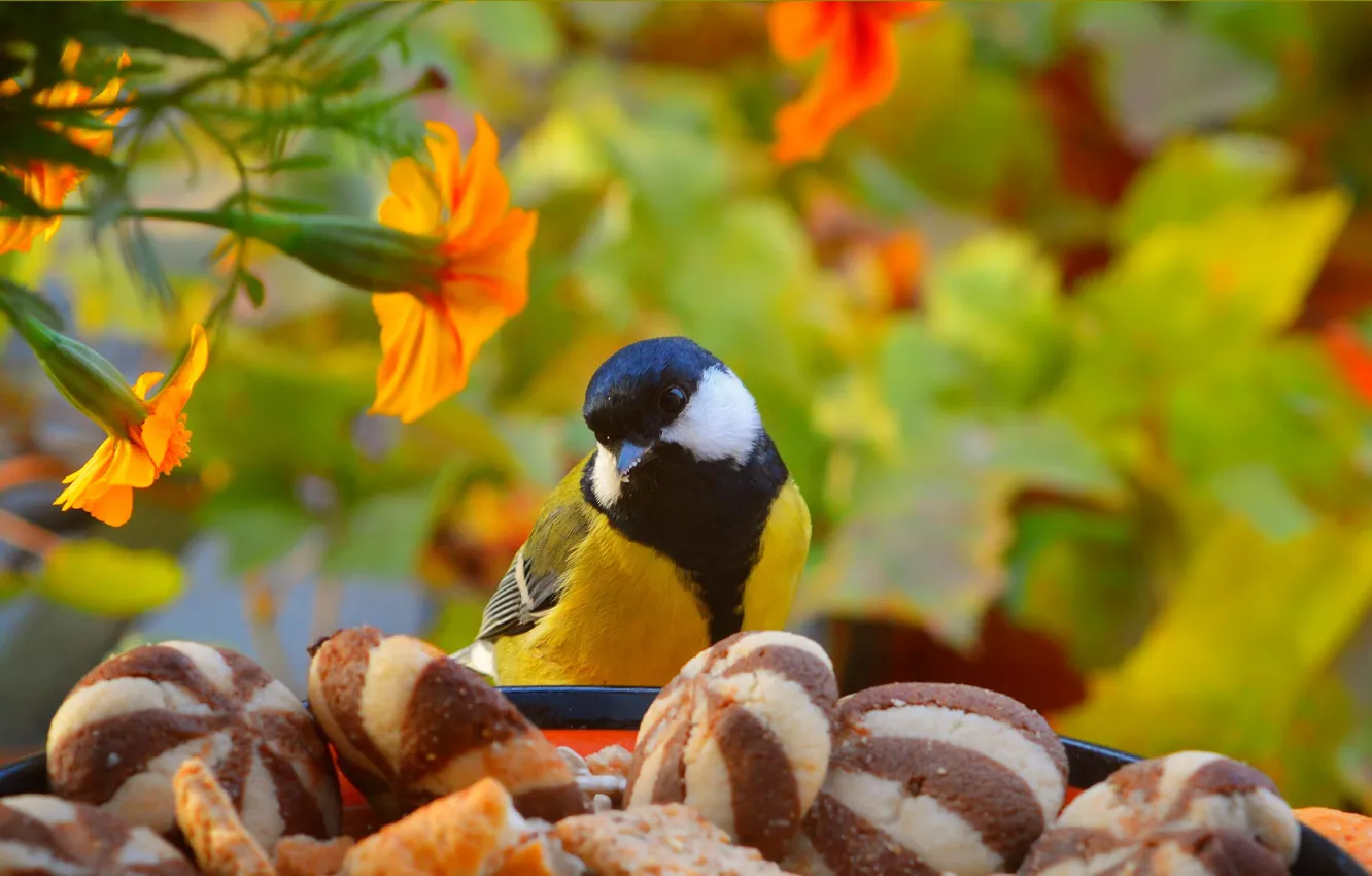 Фото обои печенье, Птичка, Цветочки, Bird