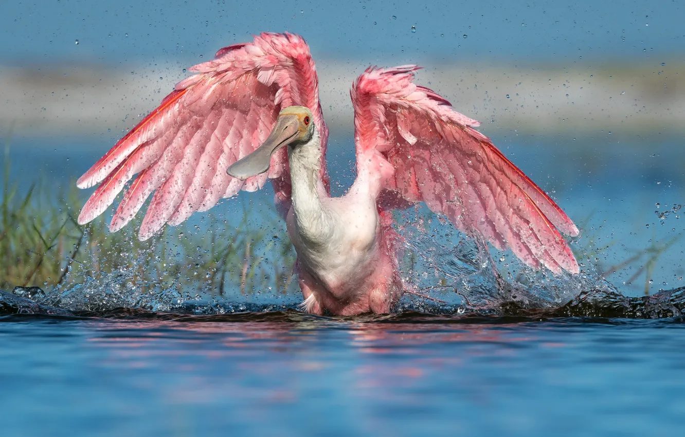 Фото обои природа, птица, Розовая колпица