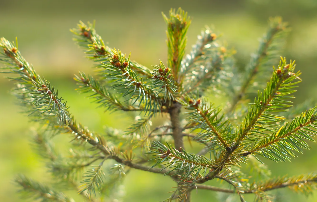 Фото обои green, spruce, twigs