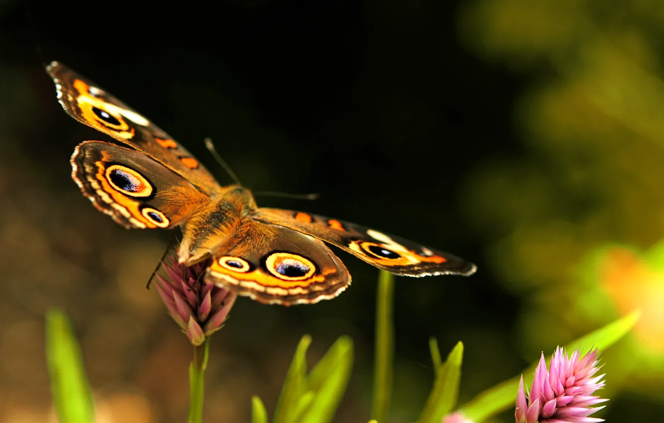 Фото обои розовый, бабочка, крылья, клевер, зелёный, коричневый