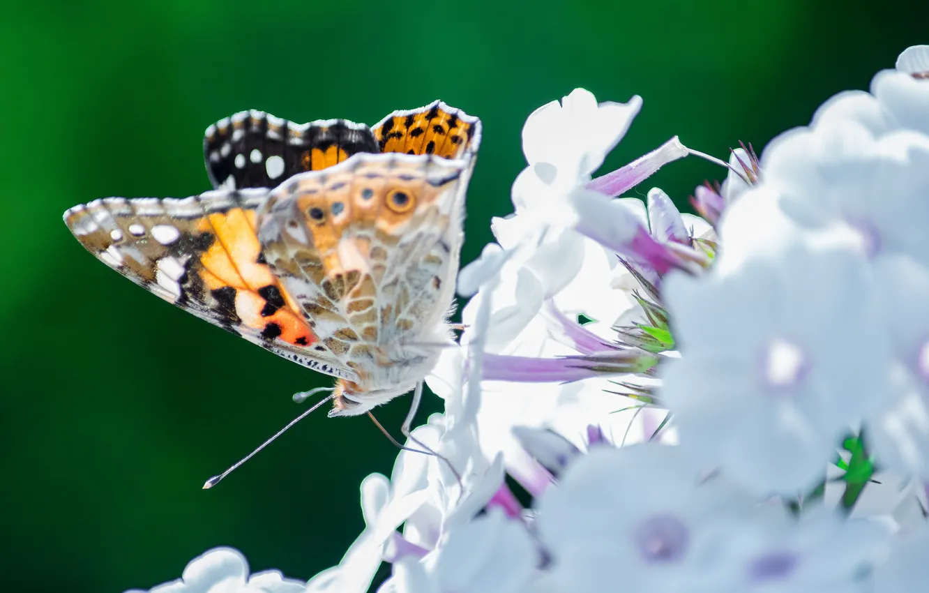 Фото обои цветы, бабочка, насекомое, мотылек