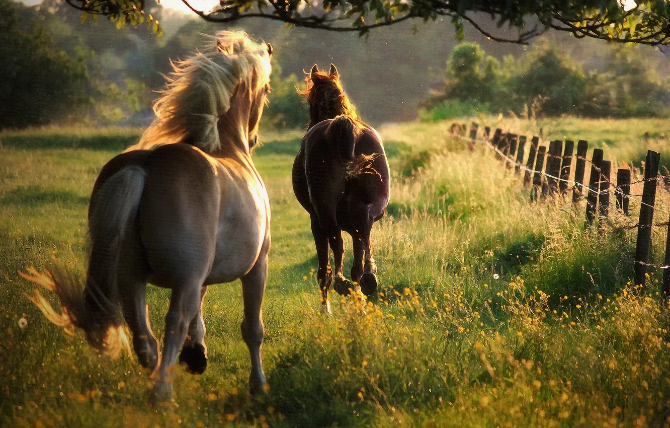 Фото обои лето, свобода, природа, лошади