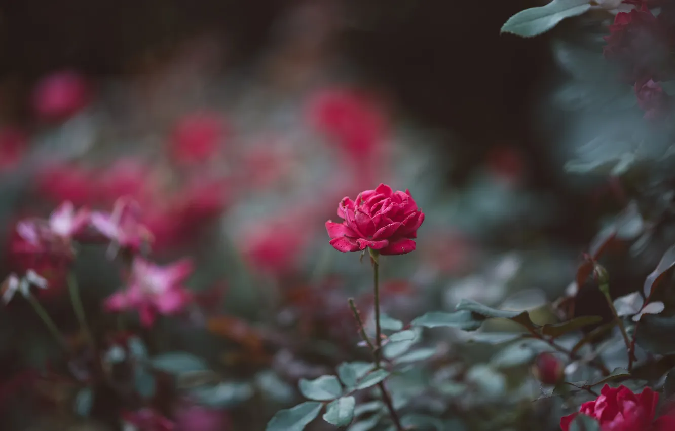 Фото обои цветок, роза, куст, лепестки