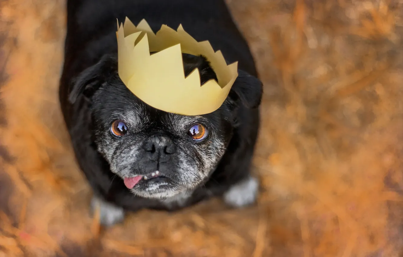 Фото обои взгляд, друг, собака