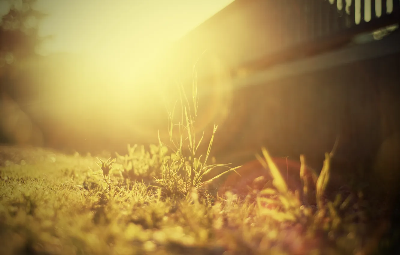 Фото обои трава, солнце, двор