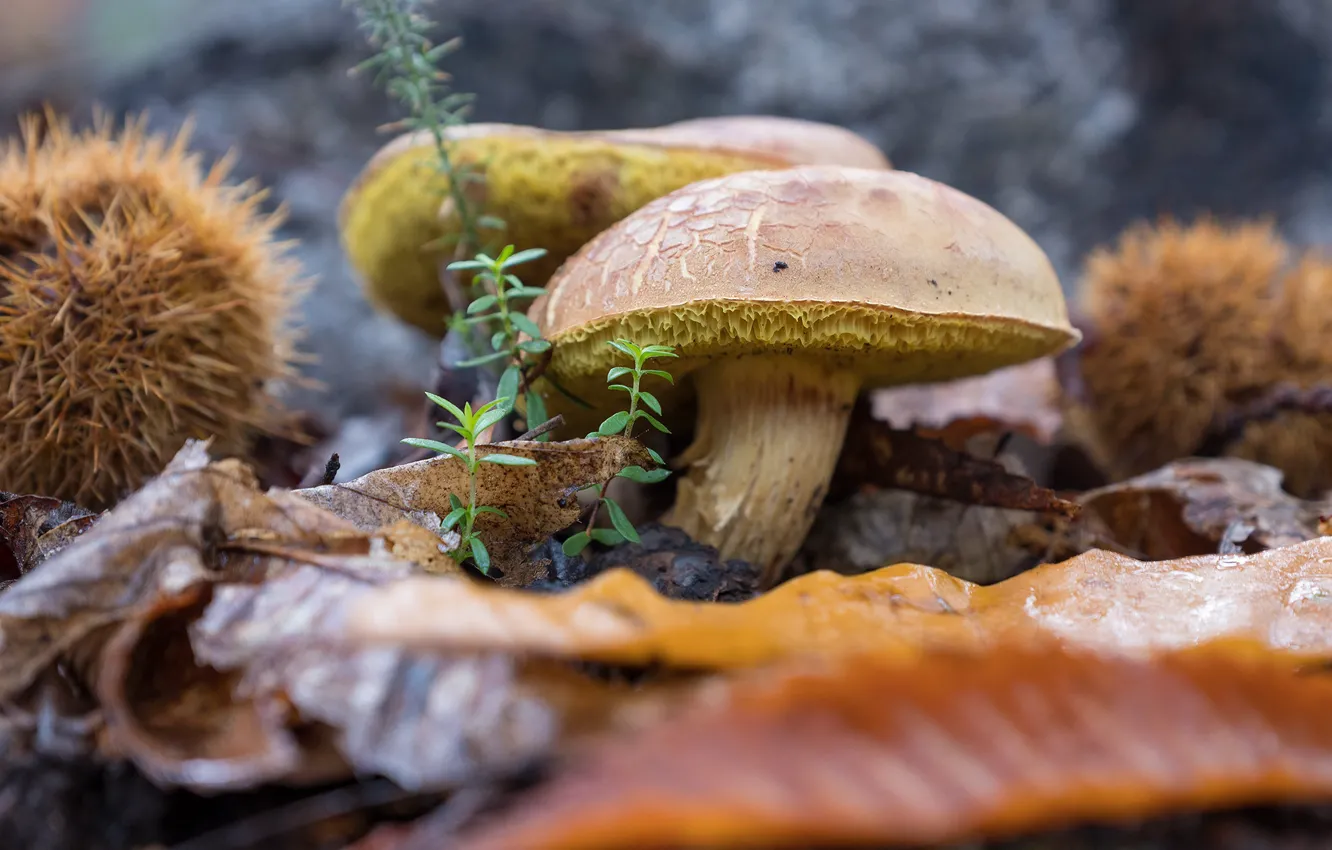 Фото обои осень, листья, грибы, боке