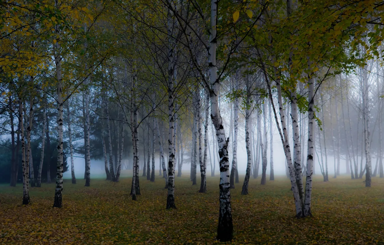 Фото обои осень, лес, деревья, ветки, туман, парк, стволы, листва