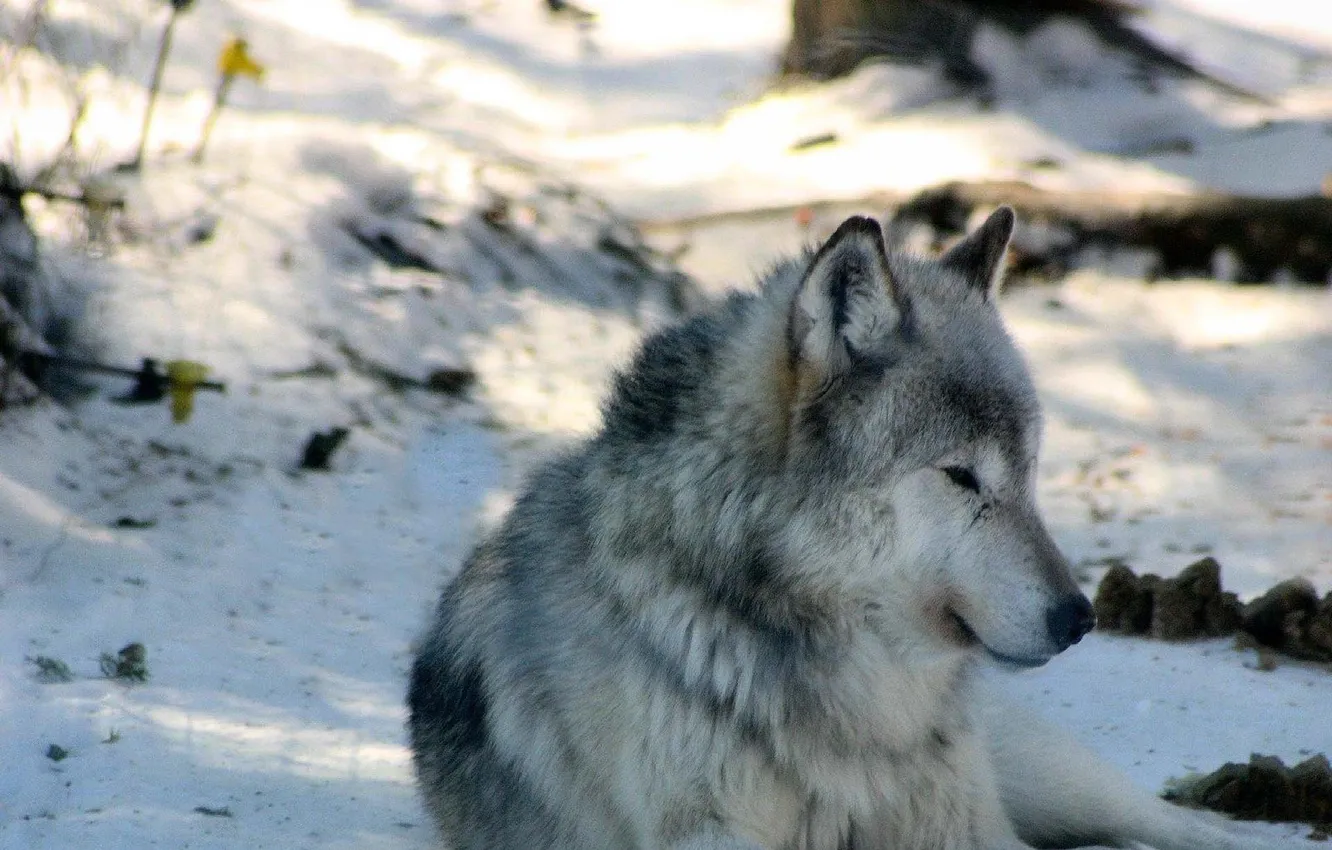 Фото обои nature, face, animal, wolf, wildlife, head, fur, mammal