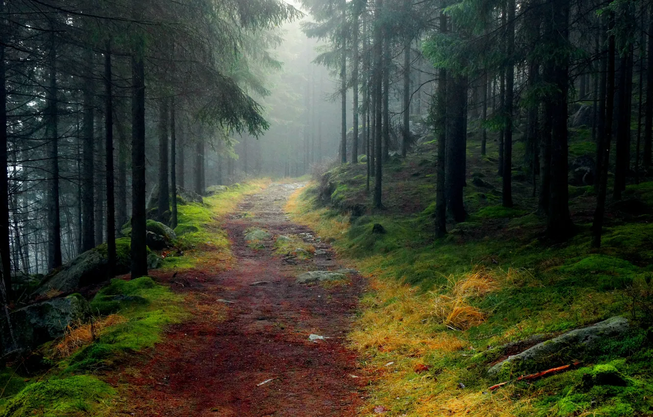 Фото обои дорога, лес, деревья, туман, камни, мох, ель, Пейзажи