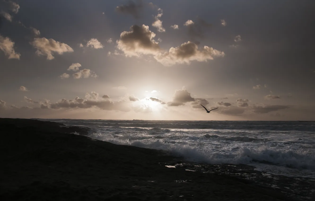 Фото обои море, пляж, солнце, птицы, чайки, утро, горизонт