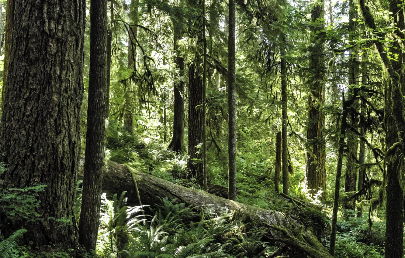 Фото обои лес, деревья, природа, USA, США, Olympic National Park, национальный парк Олимпик