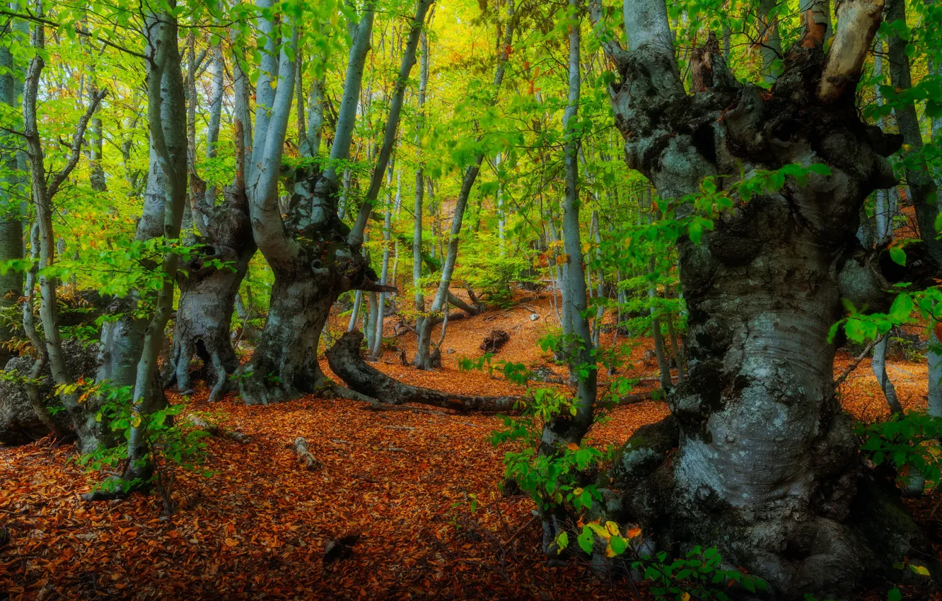 Фото обои лес, деревья, пейзаж, природа, буковый лес, Александр Плеханов