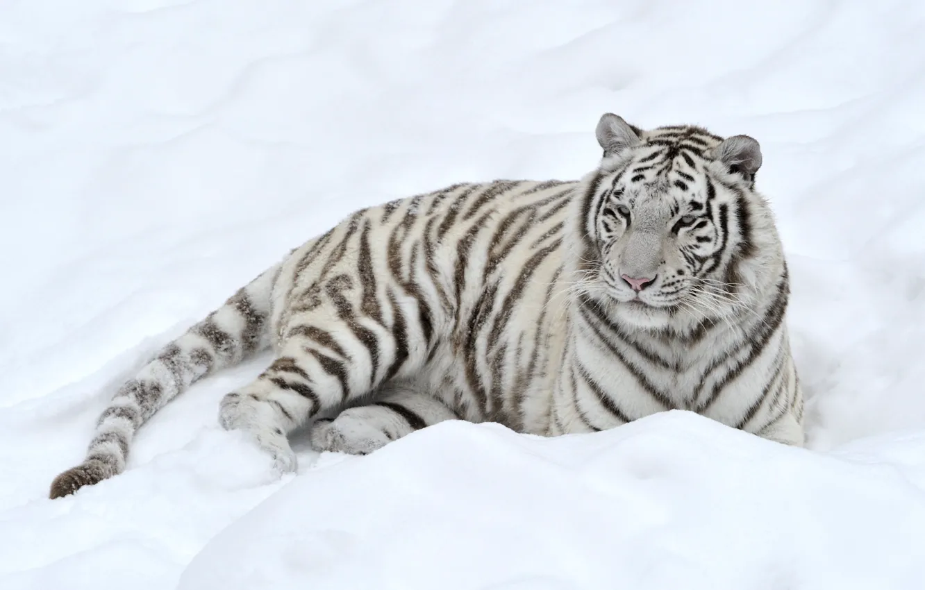 Фото обои белый, снег, тигр, хищник