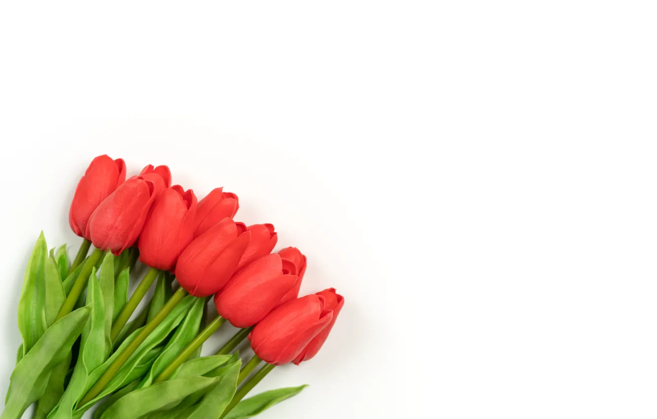 Фото обои цветы, букет, тюльпаны, белый фон