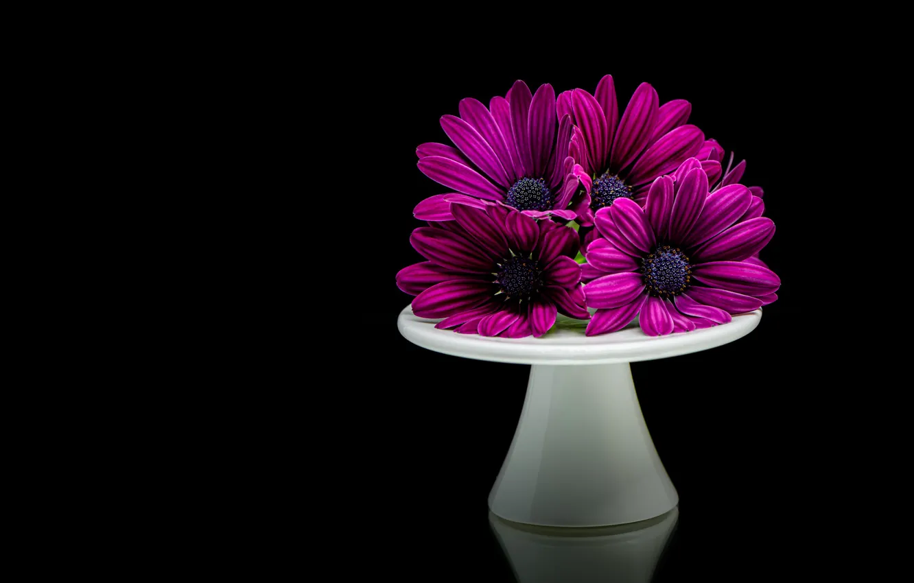 Фото обои цветы, букет, фиолетовые, черный фон, подставка, сиреневые, композиция, остеоспермум