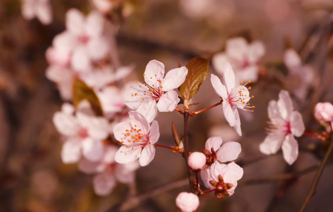 Фото обои flower, spring, twig