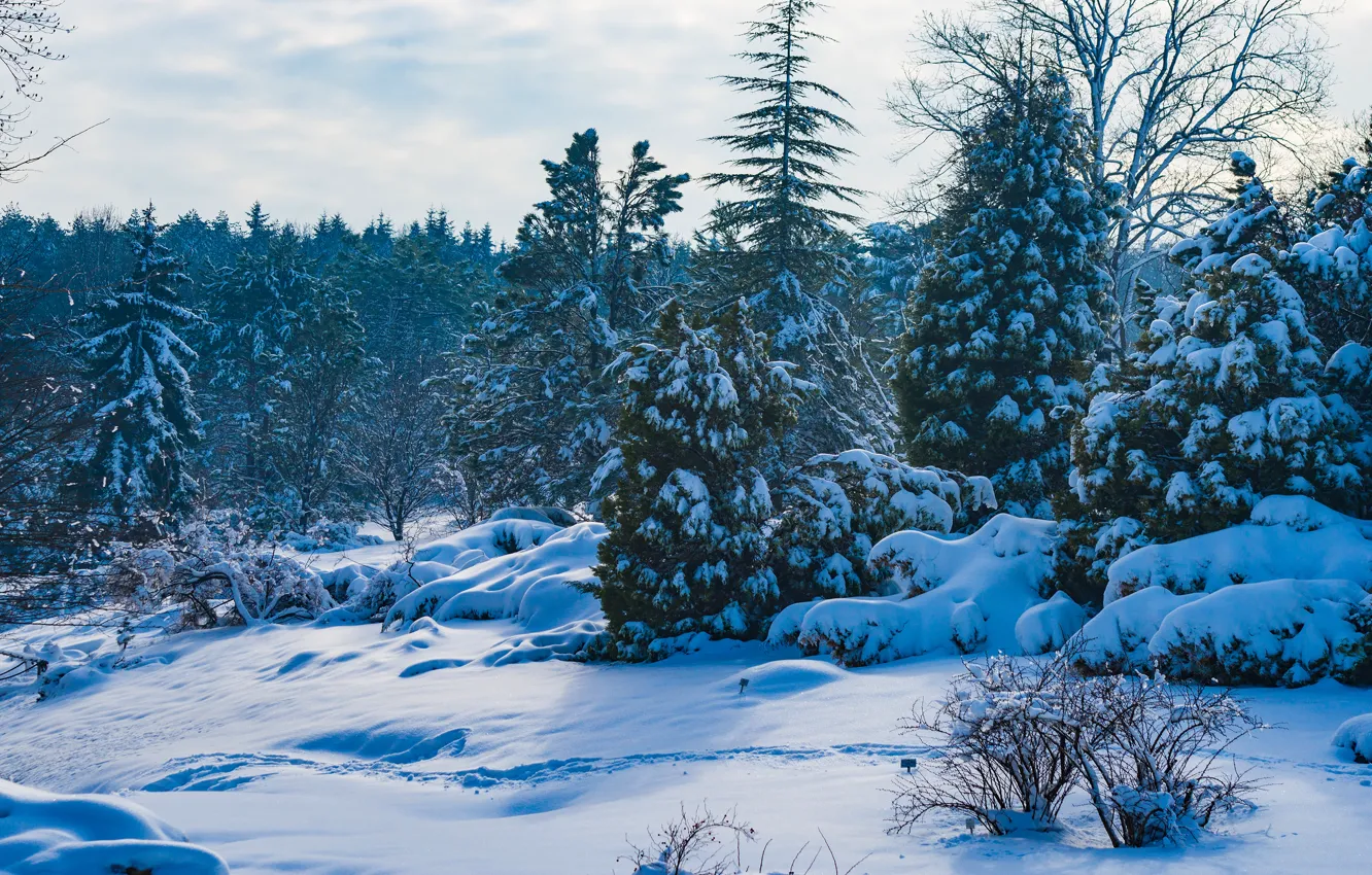 Фото обои зима, иней, лес, облака, снег, ветки, природа, заросли