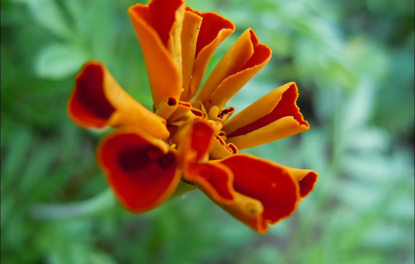 Фото обои цветок, оранжевый, красный, лепестки, размытость