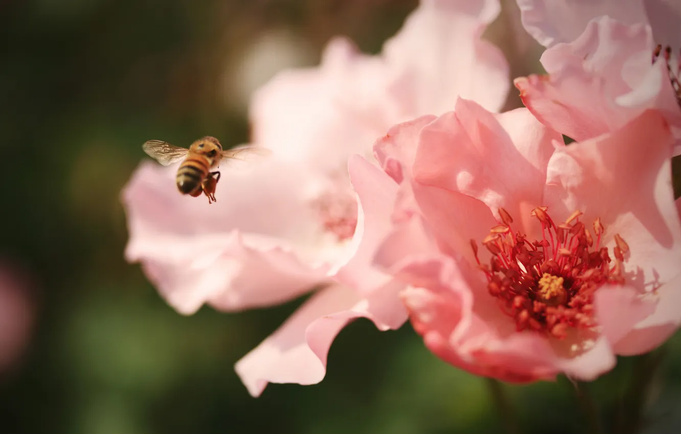 Фото обои цветы, пчела, насекомое, розовые