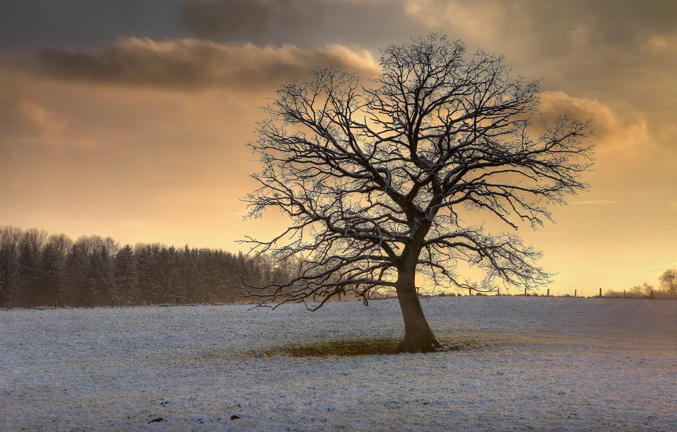 Фото обои поле, снег, природа, дерево