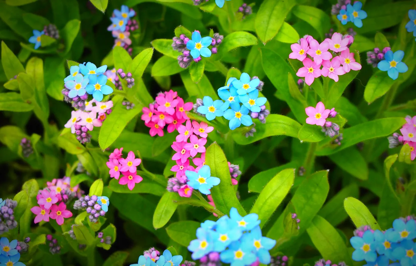 Фото обои листья, colors, Цветочки, flowers, leaves