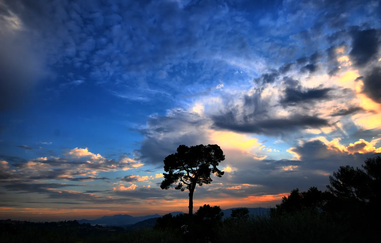 Фото обои небо, облака, Дерево