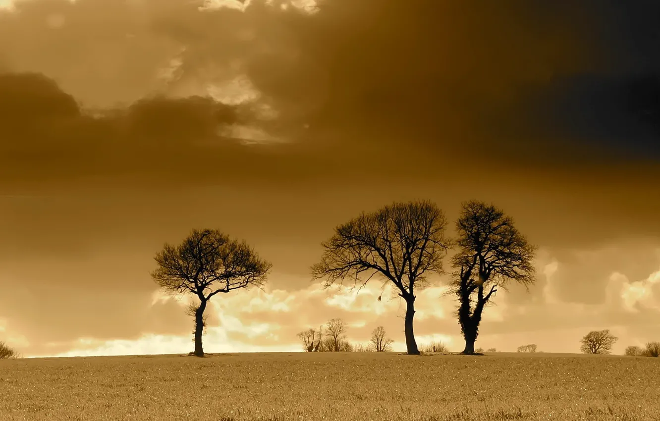 Фото обои поле, облака, деревья, сепия