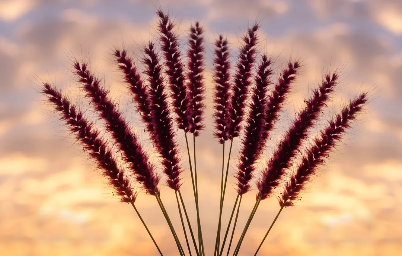 Фото обои sky, flowers, garden